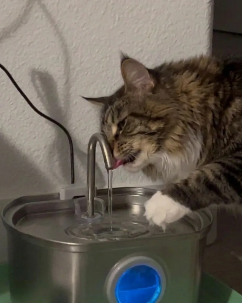 Kot rasy maine coon pije wodę prosto z kranika fontanny Furlo